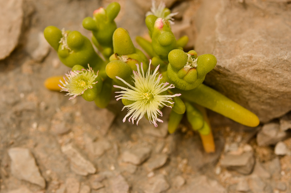 Image of Mesembryanthemum cryptanthum specimen.