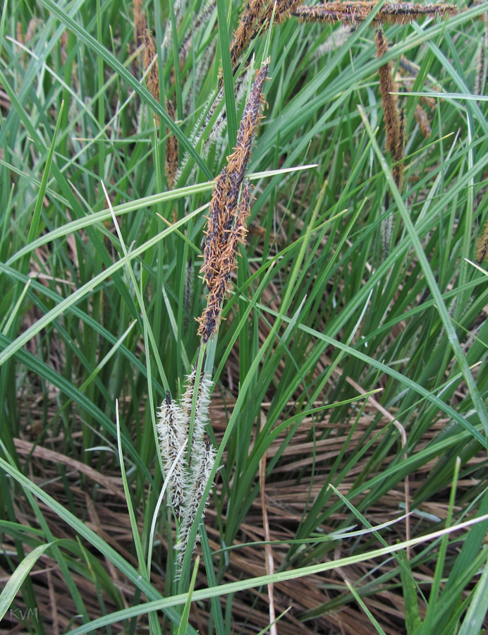 Изображение особи Carex acuta.