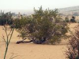 Thymelaea hirsuta. Цветущее низкорослое растение в песчаной пустыне. Израиль, пустыня Негев, пески Халуца. 02.04.2011.