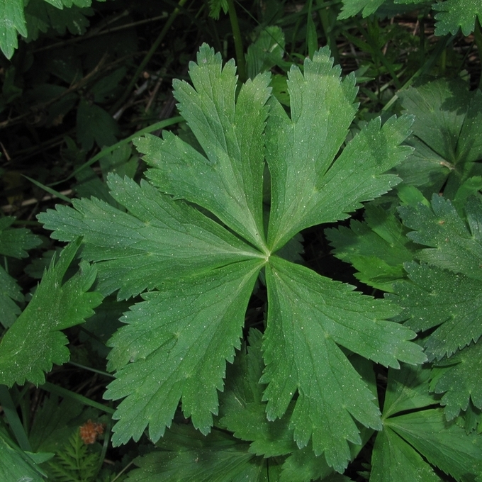 Image of Trollius europaeus specimen.