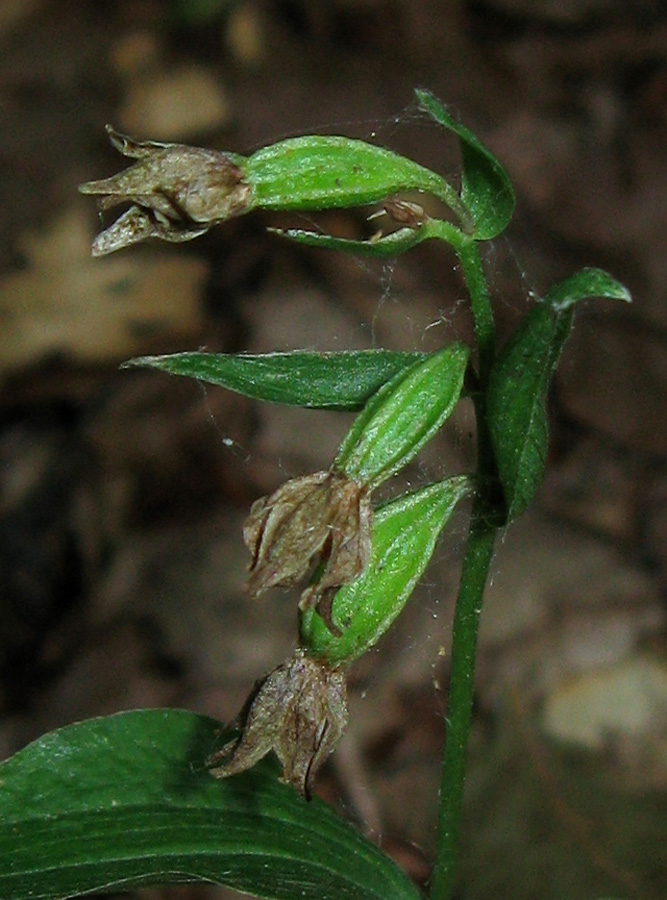 Image of Epipactis persica specimen.