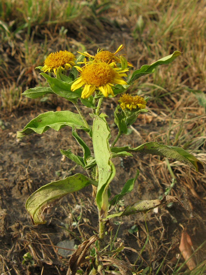 Изображение особи Inula britannica.