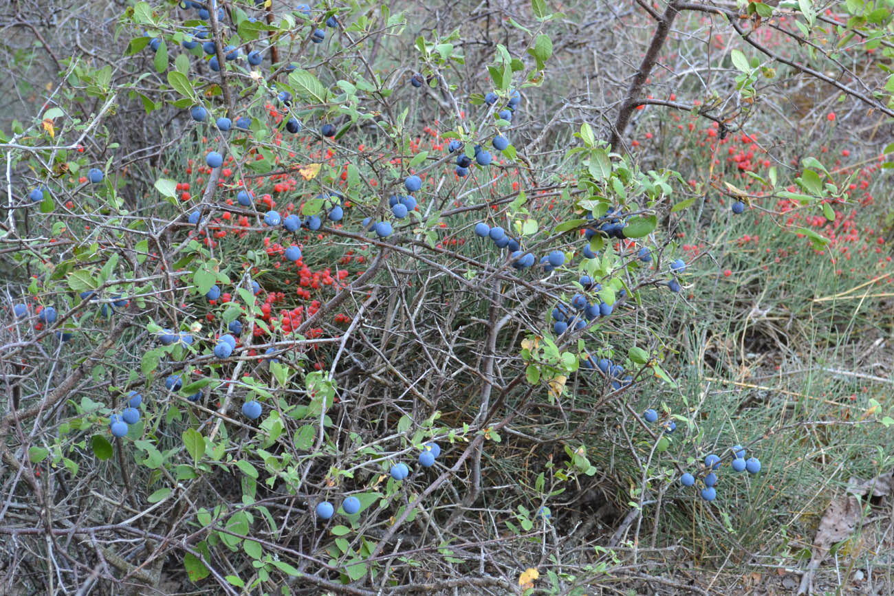 Image of Prunus stepposa specimen.