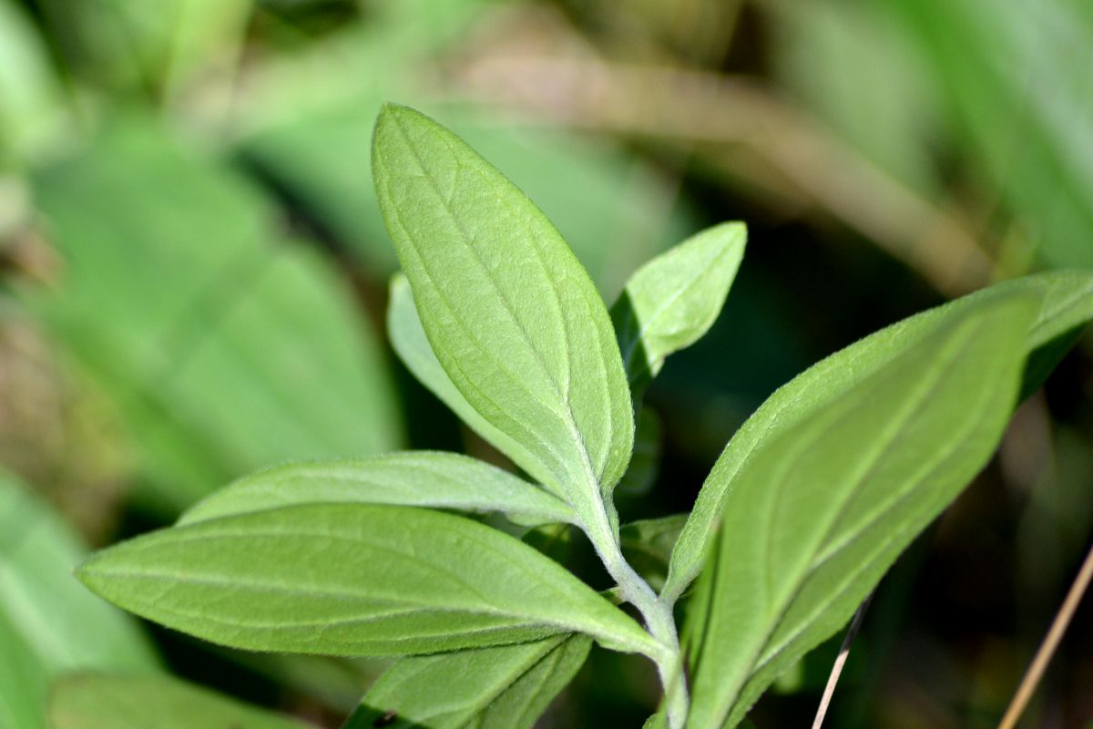 Image of Lithospermum officinale specimen.