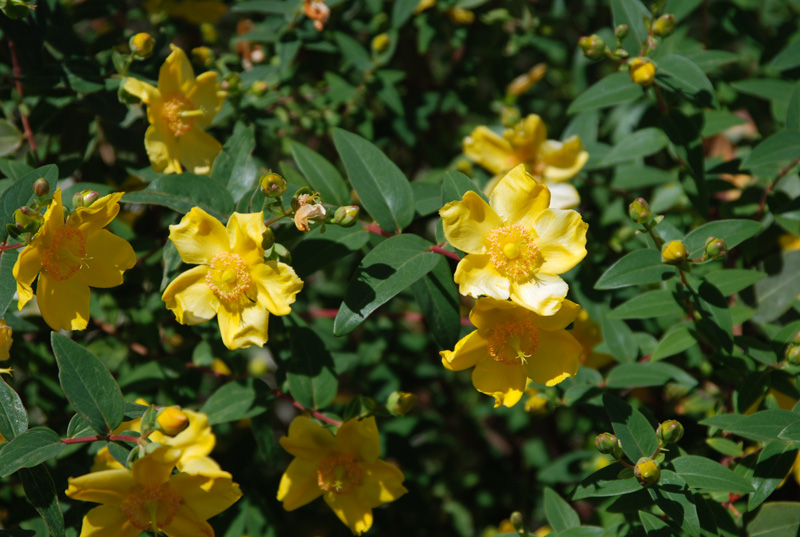 Image of Hypericum patulum specimen.