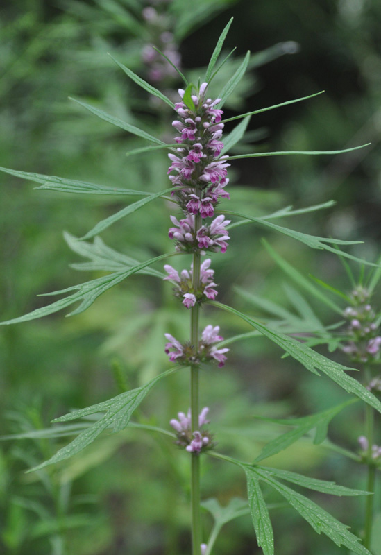 Изображение особи Leonurus japonicus.