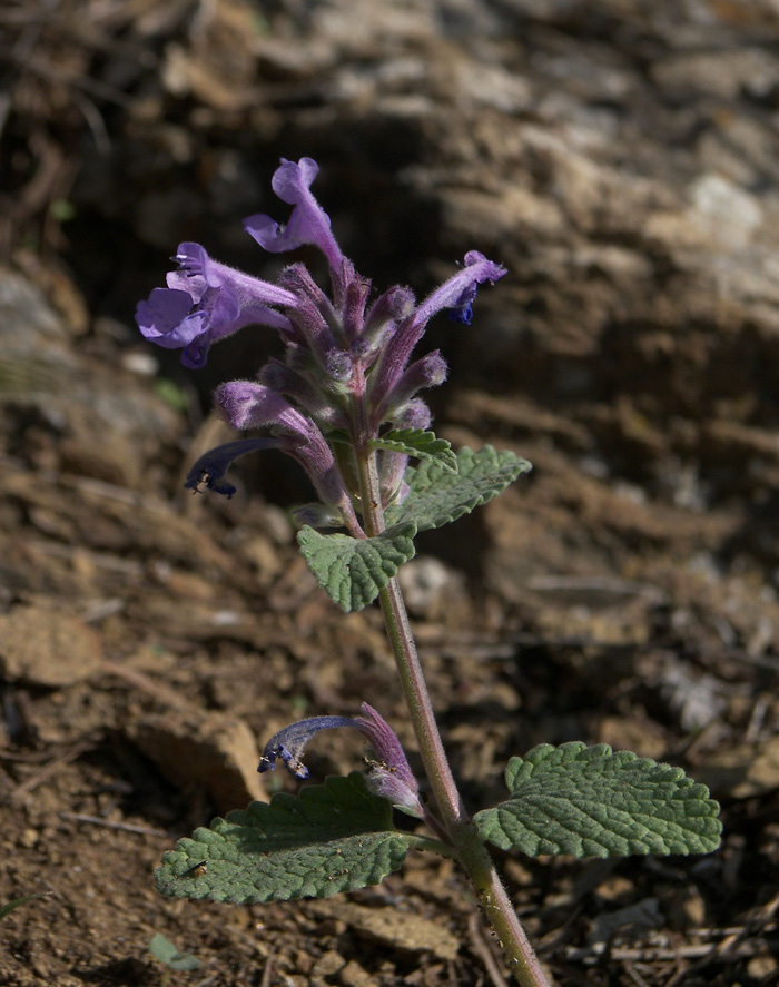 Изображение особи Nepeta mussinii.