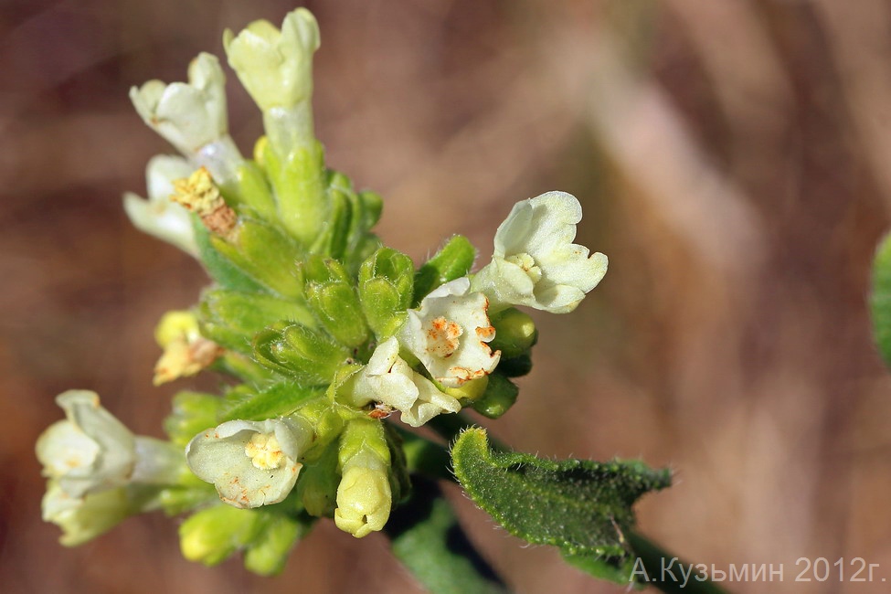 Image of Anchusa ochroleuca specimen.