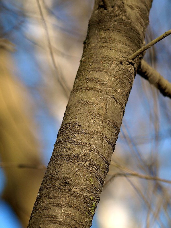 Изображение особи Sorbus aucuparia.