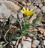 Tragopogon buphthalmoides. Цветущее растение. Israel, Mount Hermon. 09.07.2011.