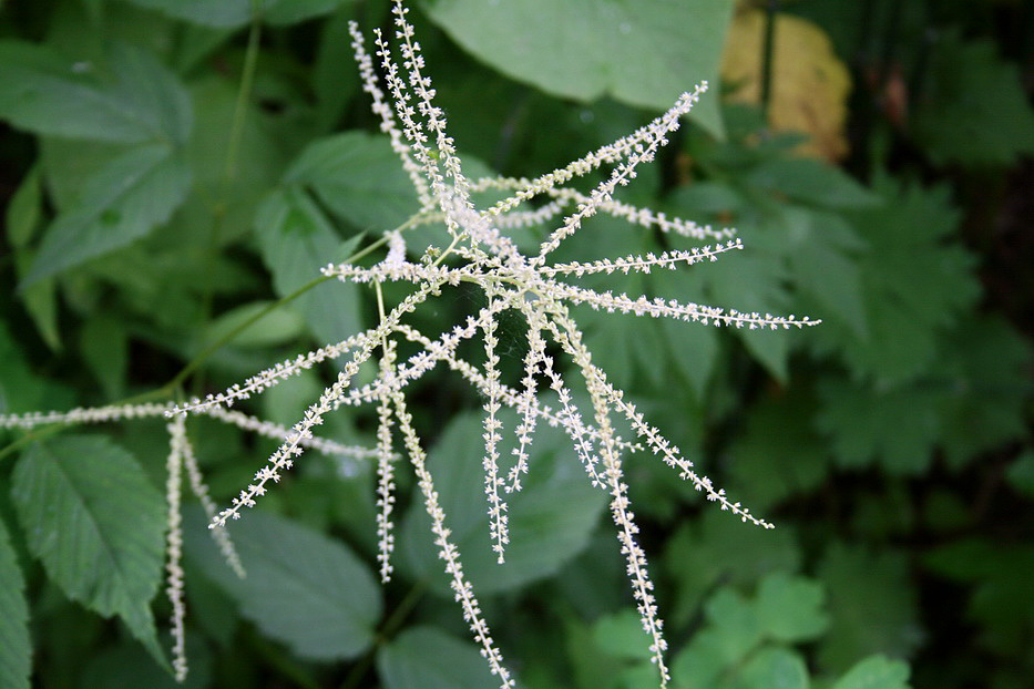 Image of Aruncus dioicus specimen.