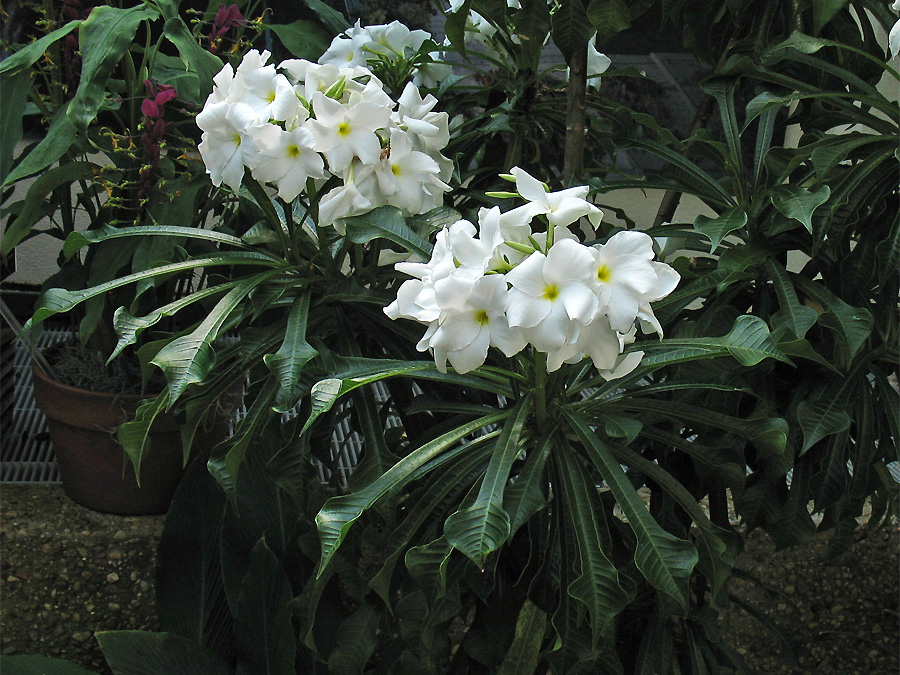 Image of Plumeria pudica specimen.