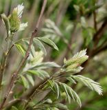 Amorpha fruticosa. Побеги с молодыми листьями и развивающимися соцветиями. Германия, г. Krefeld, Ботанический сад. 11.05.2013.