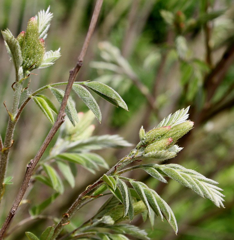 Изображение особи Amorpha fruticosa.