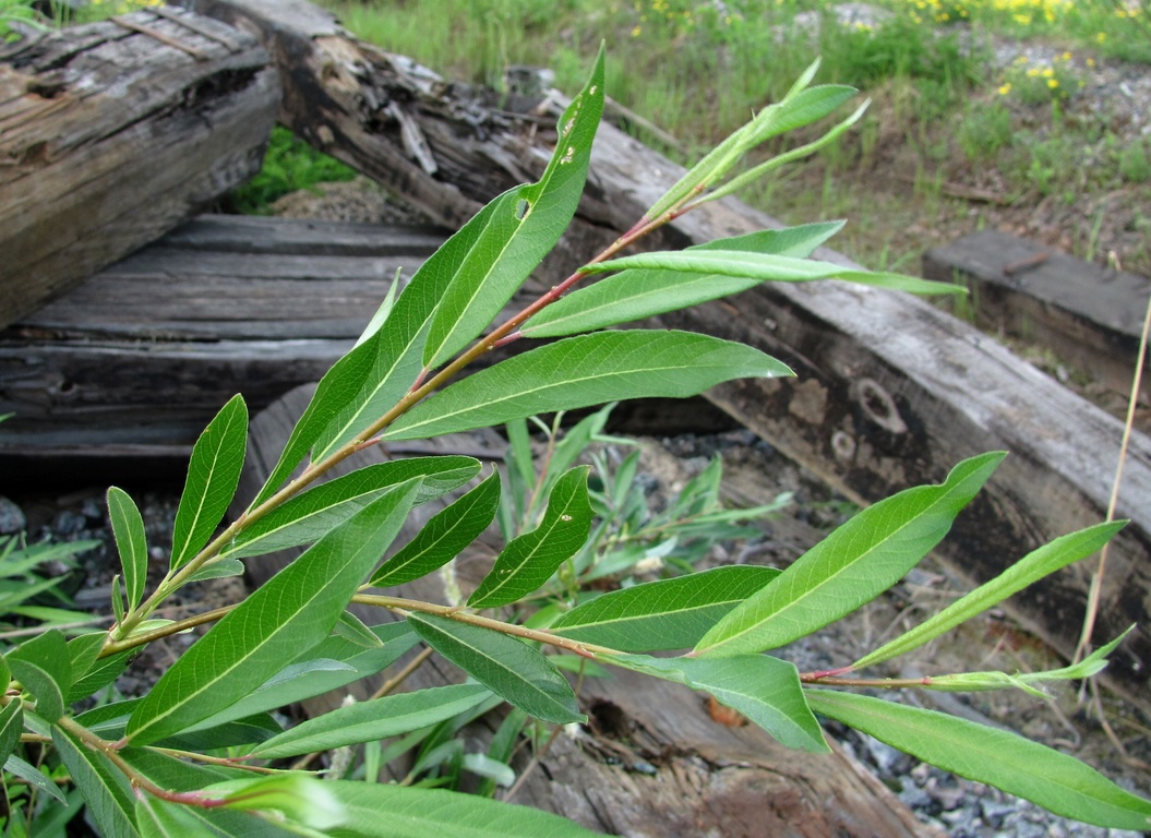 Image of Salix phylicifolia specimen.