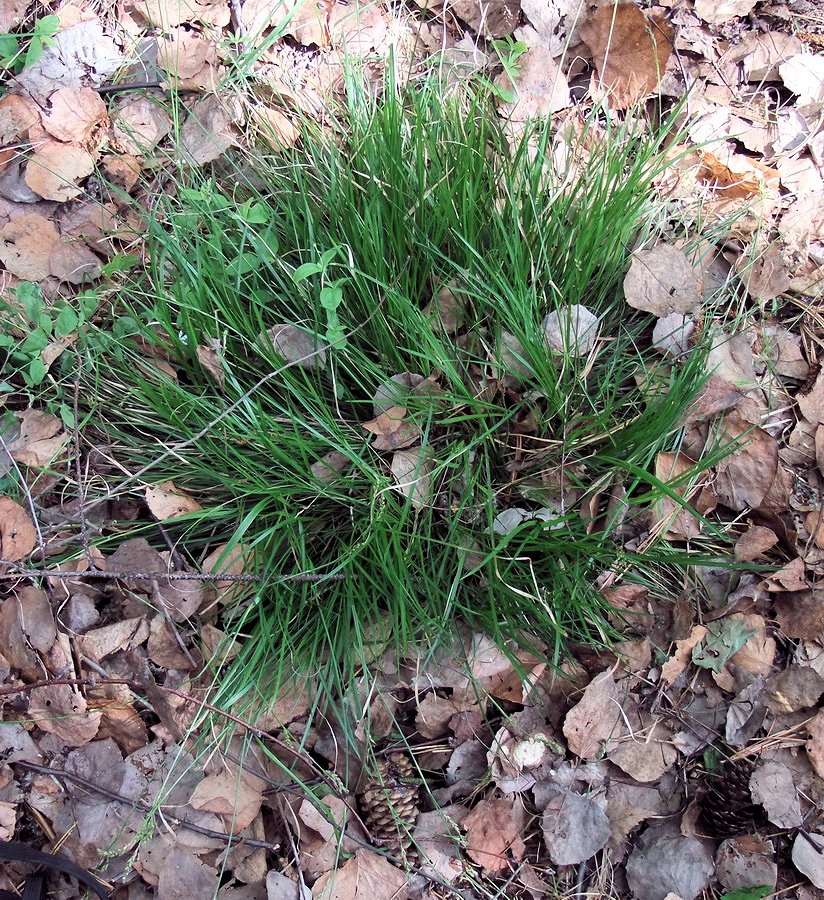 Изображение особи Carex lancibracteata.