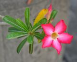 Adenium obesum. Верхушка ветви с цветком. Таиланд, Бангкок, в культуре. 17.06.2013.