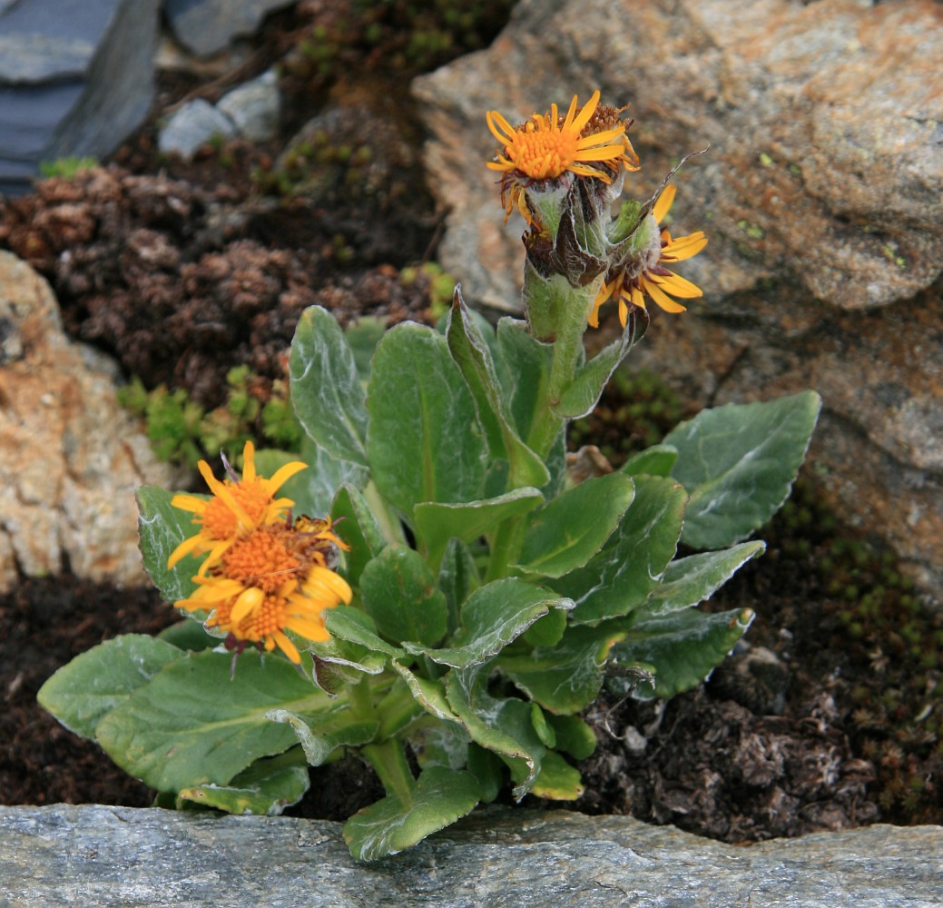 Image of Tephroseris karjaginii specimen.