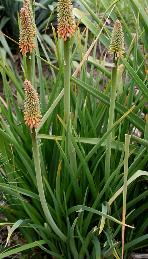 Image of Kniphofia gracilis specimen.