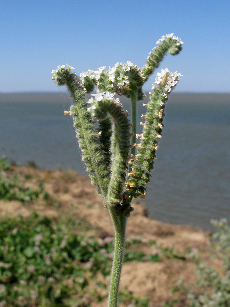 Изображение особи Heliotropium ellipticum.