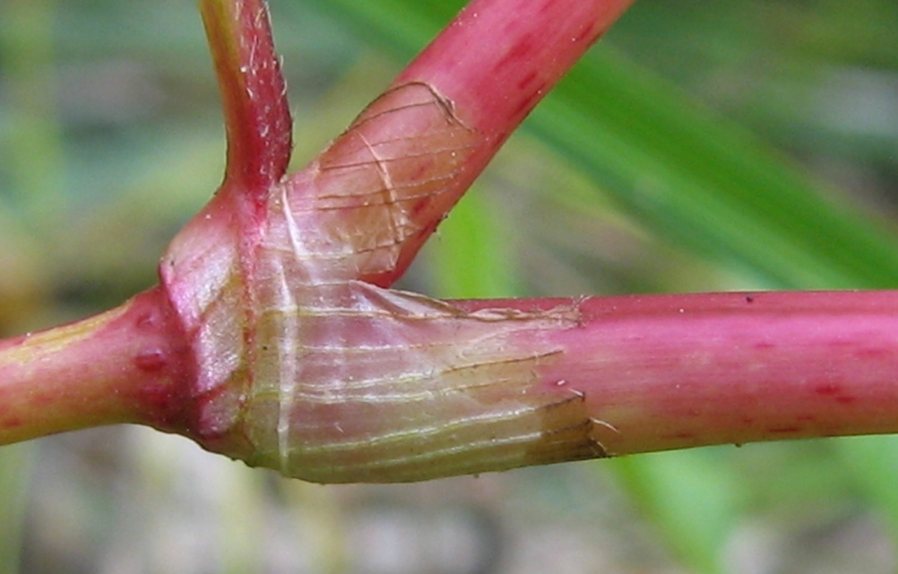 Image of Persicaria hydropiper specimen.