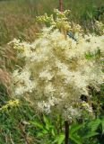 Filipendula ulmaria