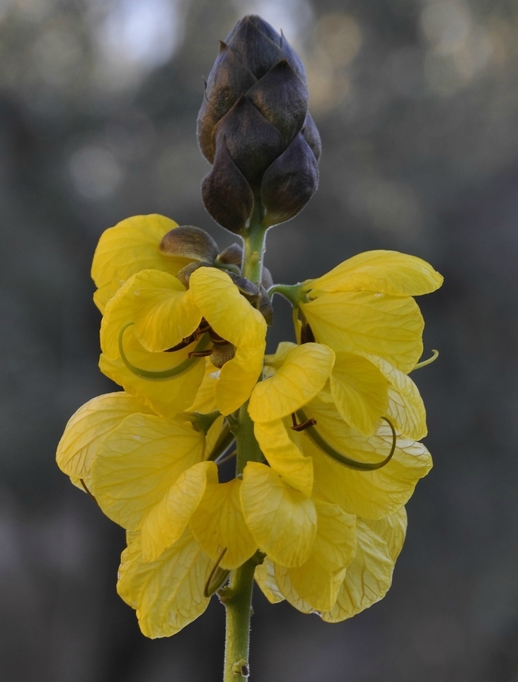 Image of Senna didymobotrya specimen.