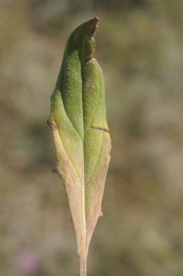 Image of Saussurea ninae specimen.