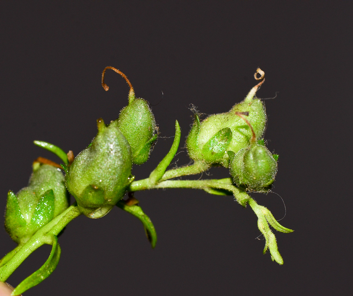 Image of Antirrhinum siculum specimen.