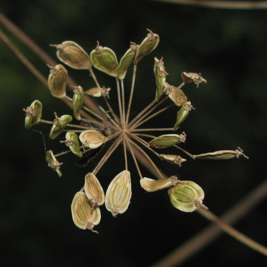 Image of Heracleum sibiricum specimen.