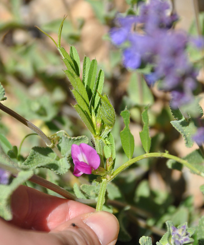 Image of Vicia angustifolia specimen.