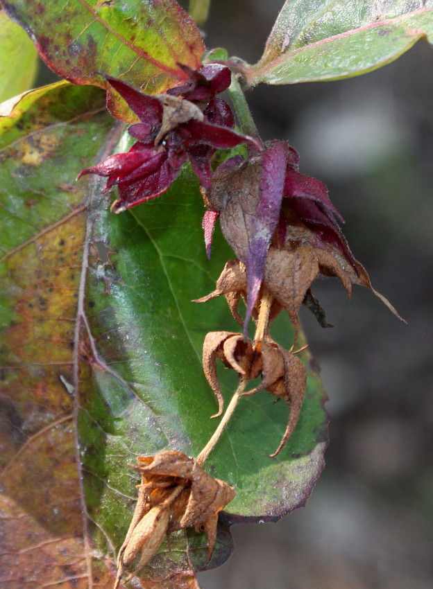 Image of Leycesteria formosa specimen.