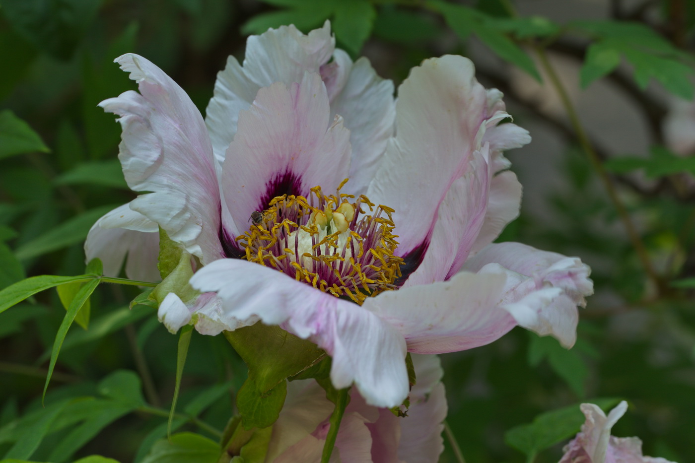 Image of Paeonia suffruticosa specimen.