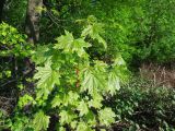 Acer platanoides