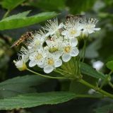 Physocarpus opulifolius. Соцветие с кормящимися мухами-журчалками (размер цветков около 1 см). Санкт-Петербург, конец августа.