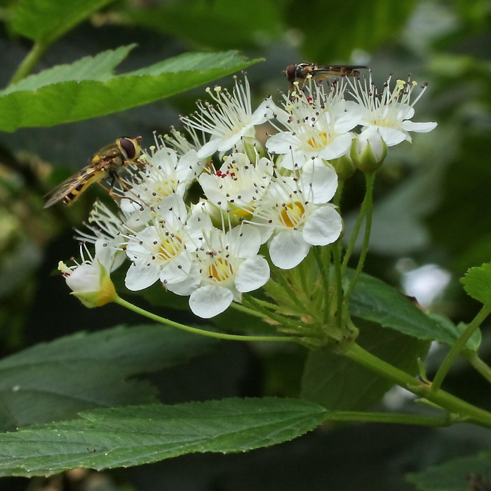 Image of Physocarpus opulifolius specimen.