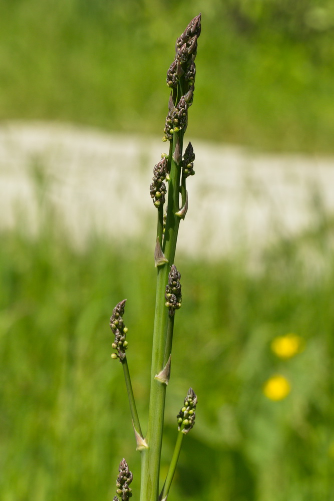 Image of Asparagus officinalis specimen.