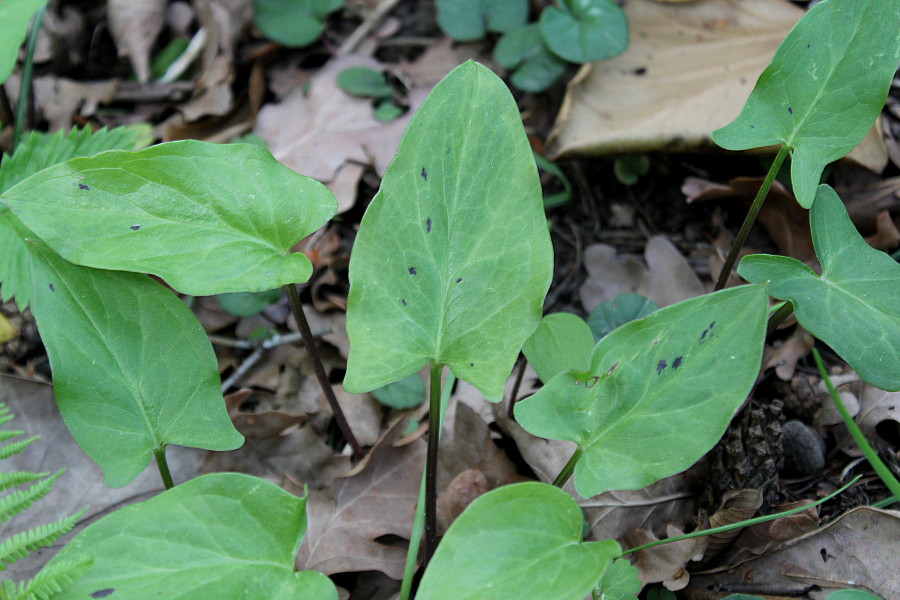 Image of Arum dioscoridis specimen.