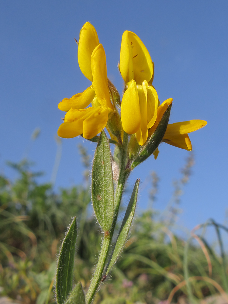 Image of Genista humifusa specimen.