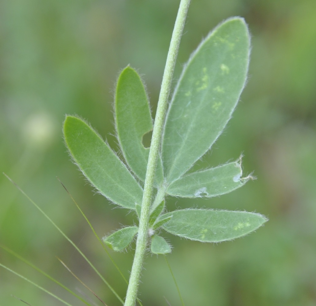 Изображение особи Anthyllis vulneraria ssp. rubriflora.