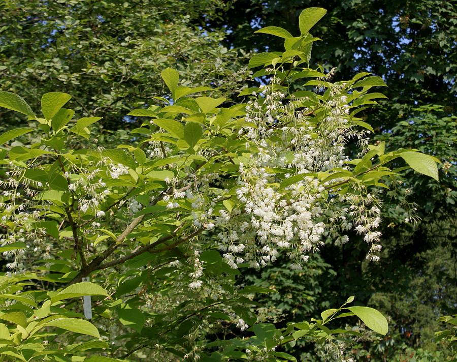 Image of Pterostyrax hispidus specimen.