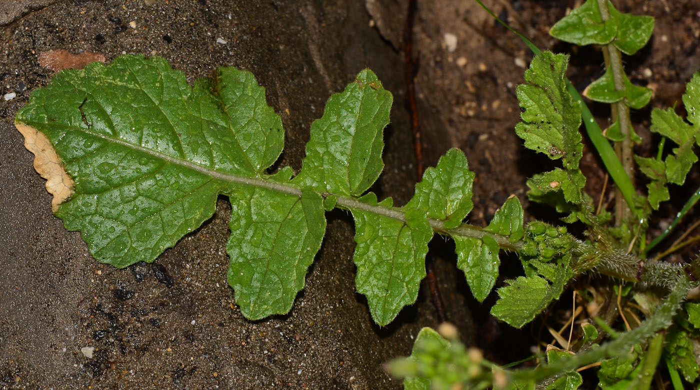 Изображение особи Raphanus rostratus.