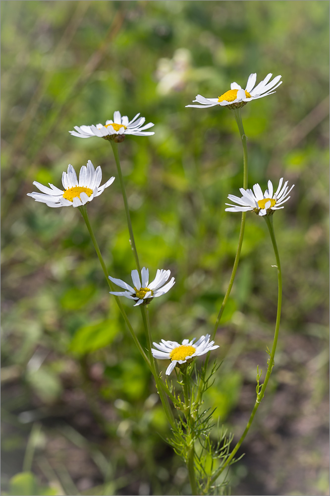 Image of Tripleurospermum inodorum specimen.