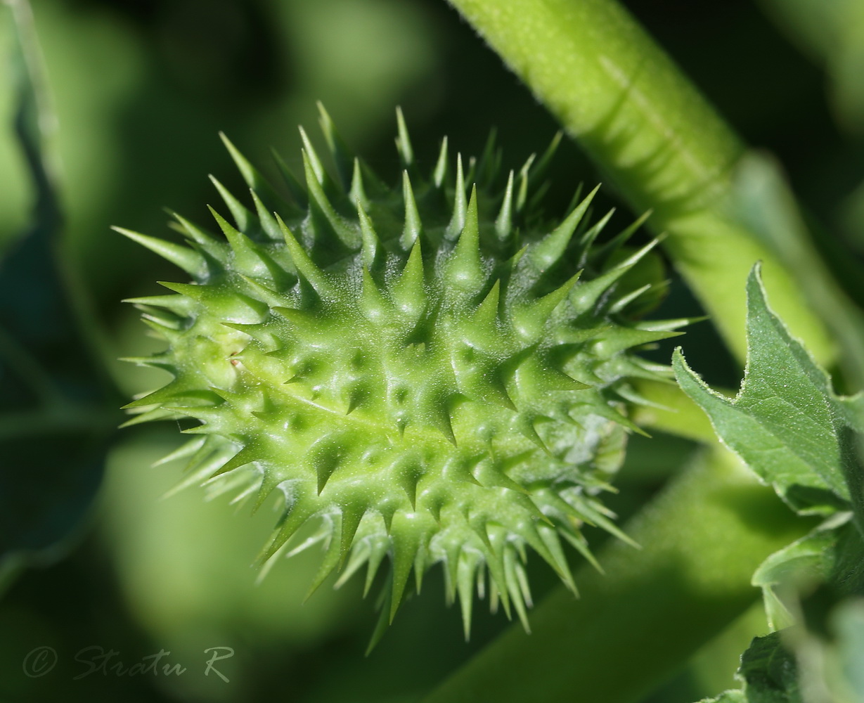 Изображение особи Datura stramonium.