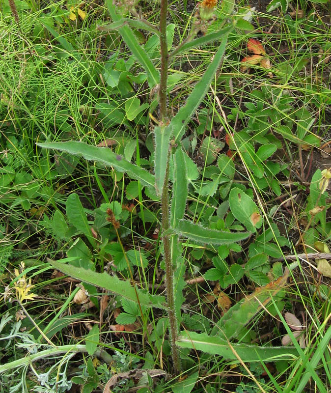 Image of Picris hieracioides specimen.