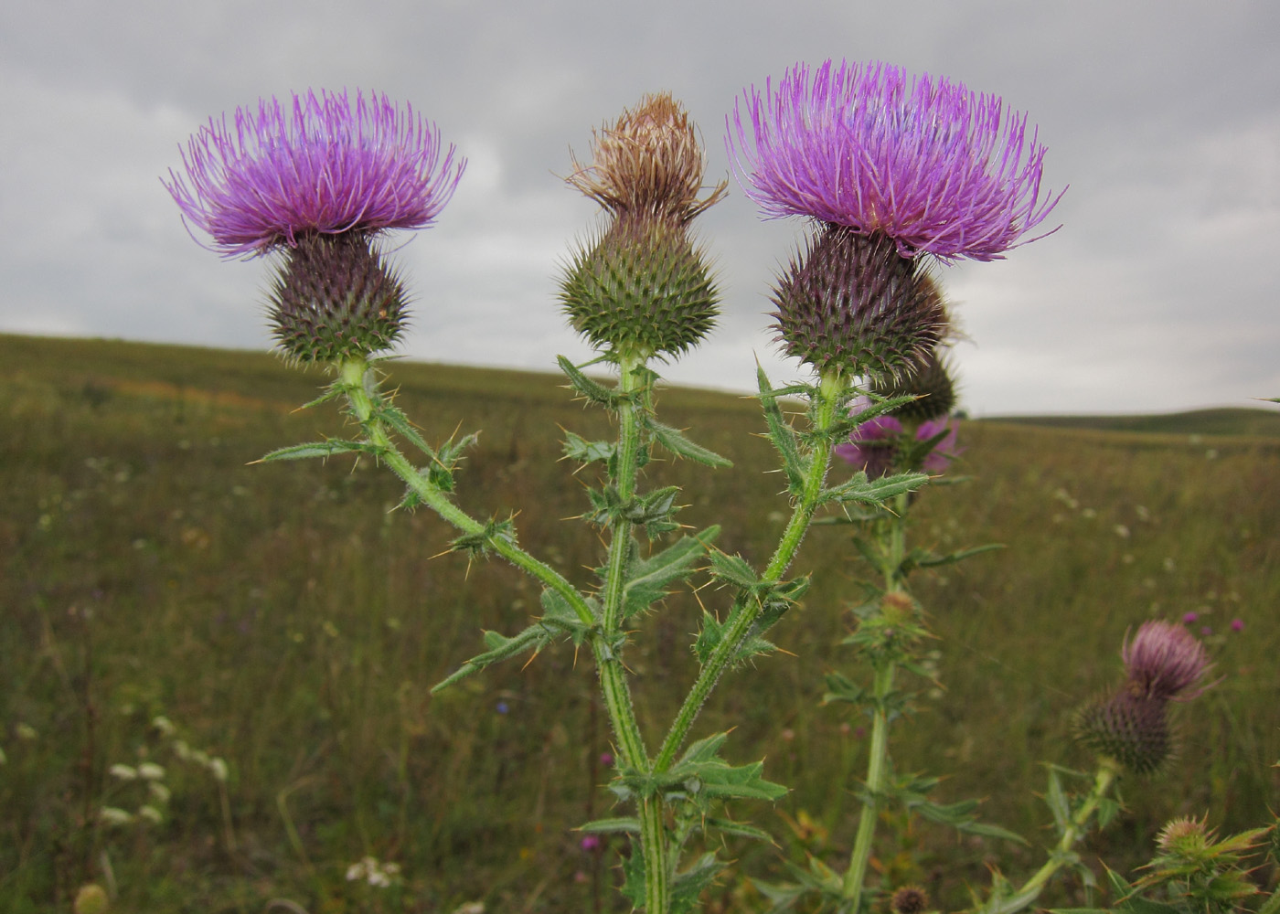 Image of Cirsium serrulatum specimen.