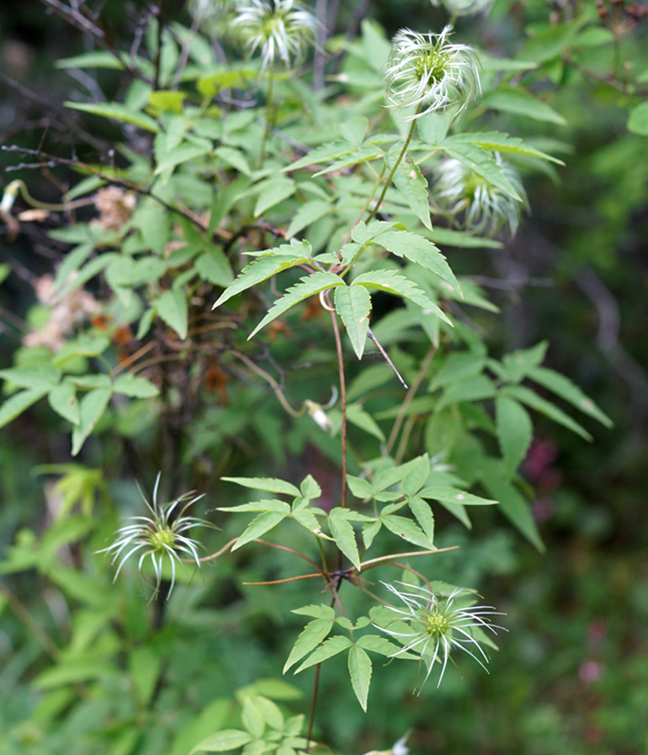 Image of Atragene sibirica specimen.