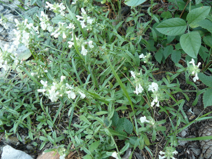 Изображение особи Stachys iberica.