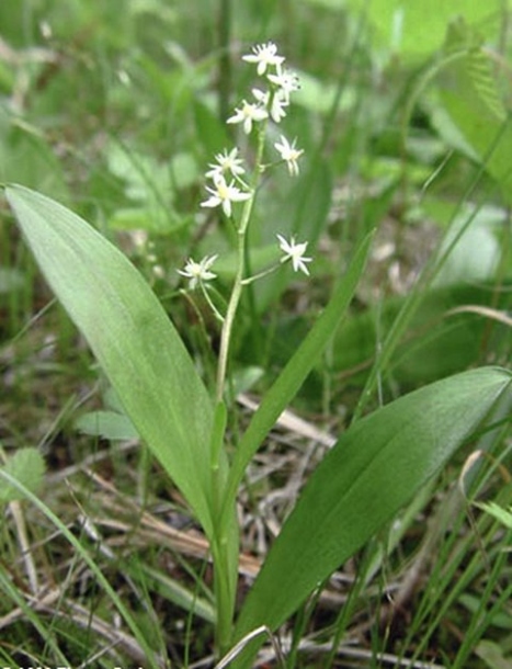 Image of Smilacina trifolia specimen.