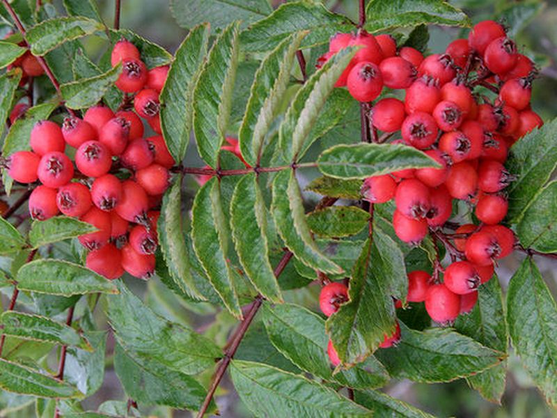 Изображение особи Sorbus sambucifolia.